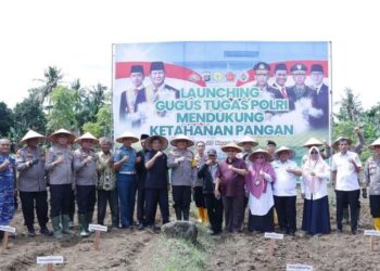 Ketua DPRD Sumbar Hadiri Tanam Jagung Polda Sumbar