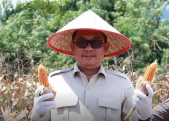 Evi Yandri Hadiri Panen Jagung Serentak di Nagari Katapiang